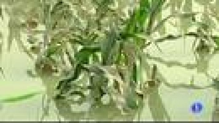 Telediario 1 - Sandy causa estragos en el Caribe