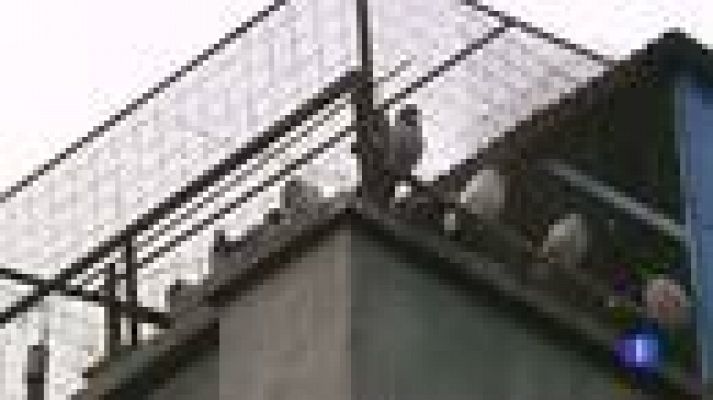 Telediario 1 - China obsesionada con la seguridad