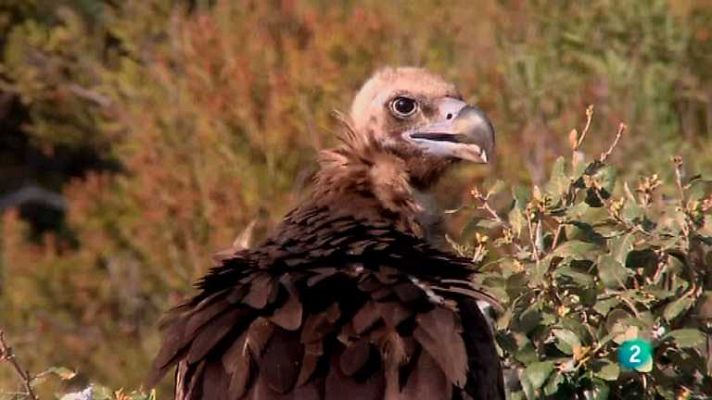 Biodiario - Biodiario - 04/11/12