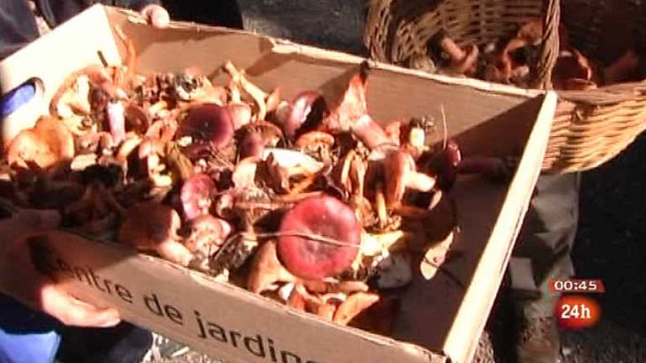 Repor - Coto a la seta