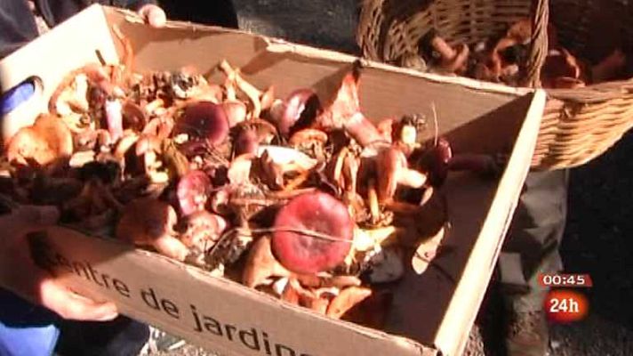 Repor - Coto a la seta