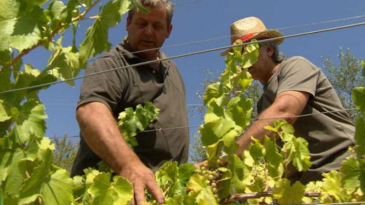 Vinos de cooperación