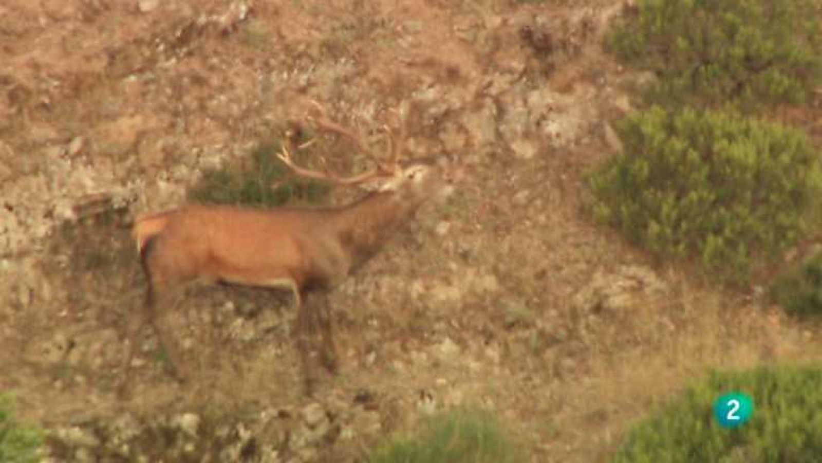 Jara y sedal - Otoño, tiempo de berrea - Ver ahora