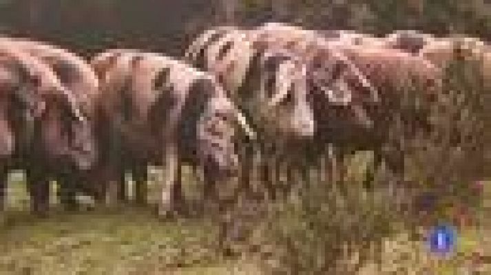 Telediario 1 - Biocultura en España