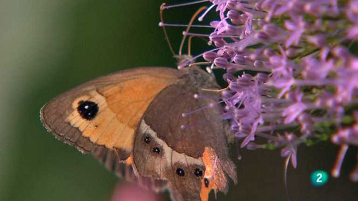 Biodiario - Biodiario - 11/11/12