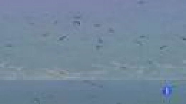 Telediario 1 - Migración de las aves