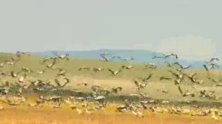 Telediario 1 - Migración de las aves