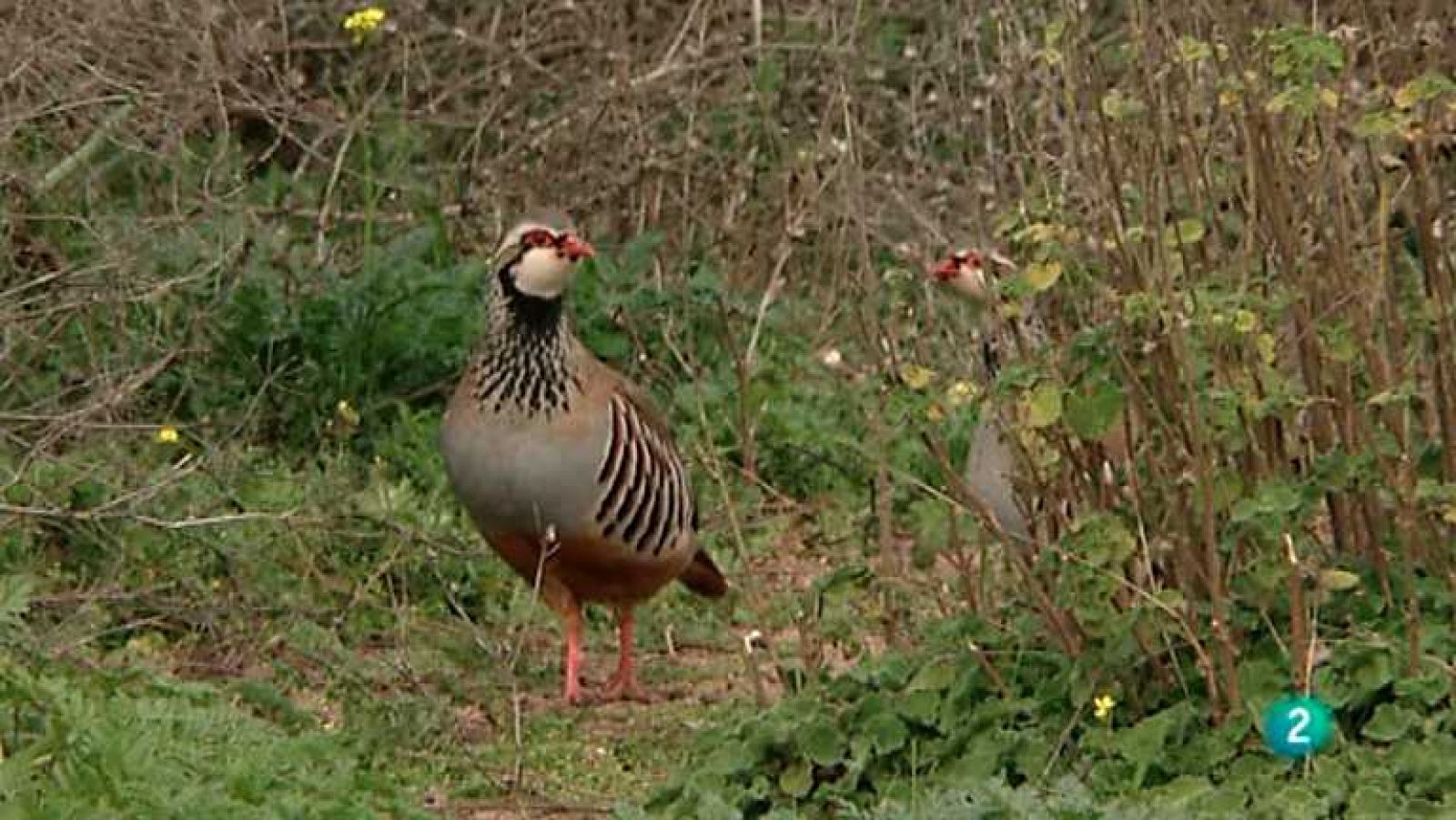 Jara y sedal - Mochares, una buena opción - Ver ahora