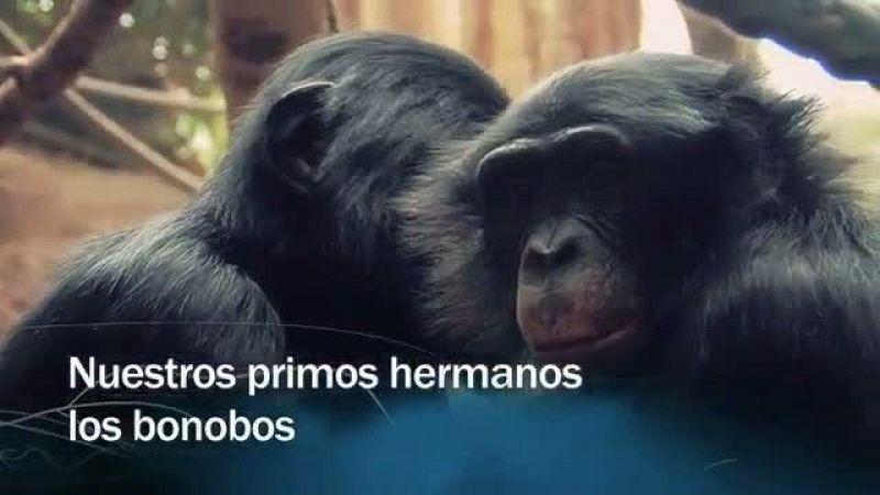 Redes - nuestros primos hermanos los bonobos - avance