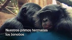 Redes - Nuestros primos hermanos los bonobos - avance