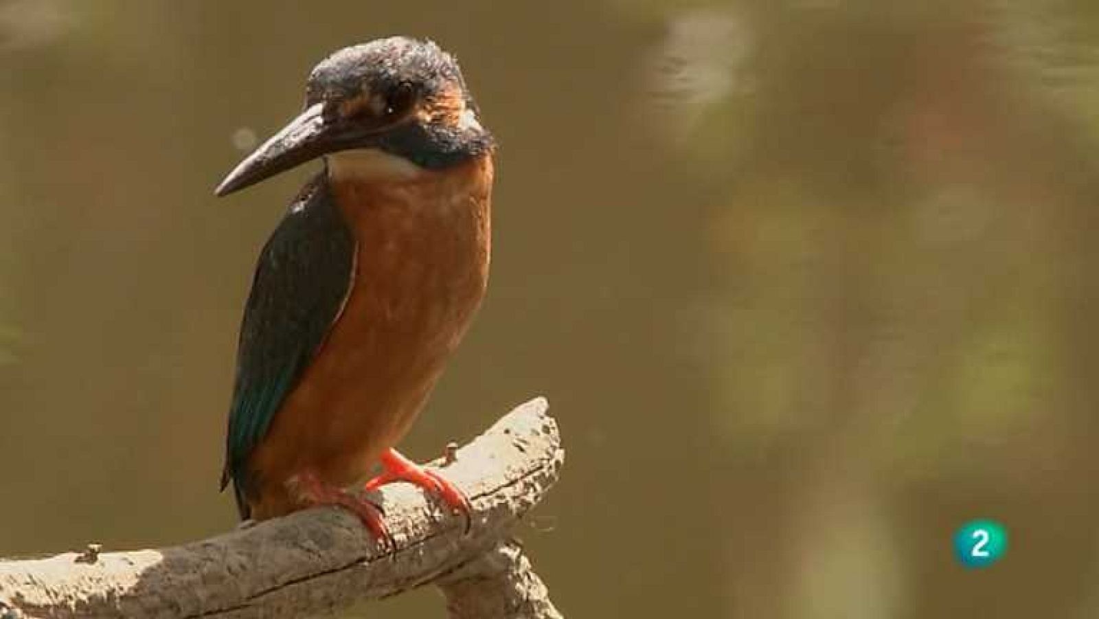 Biodiario - 20/11/12 - ver ahora