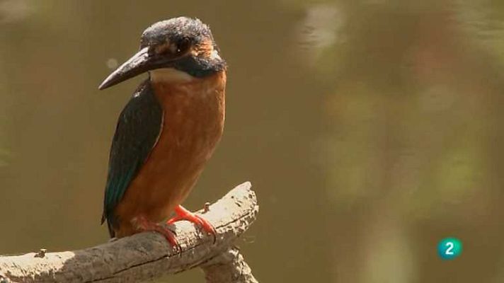 Biodiario - Biodiario - 20/11/12