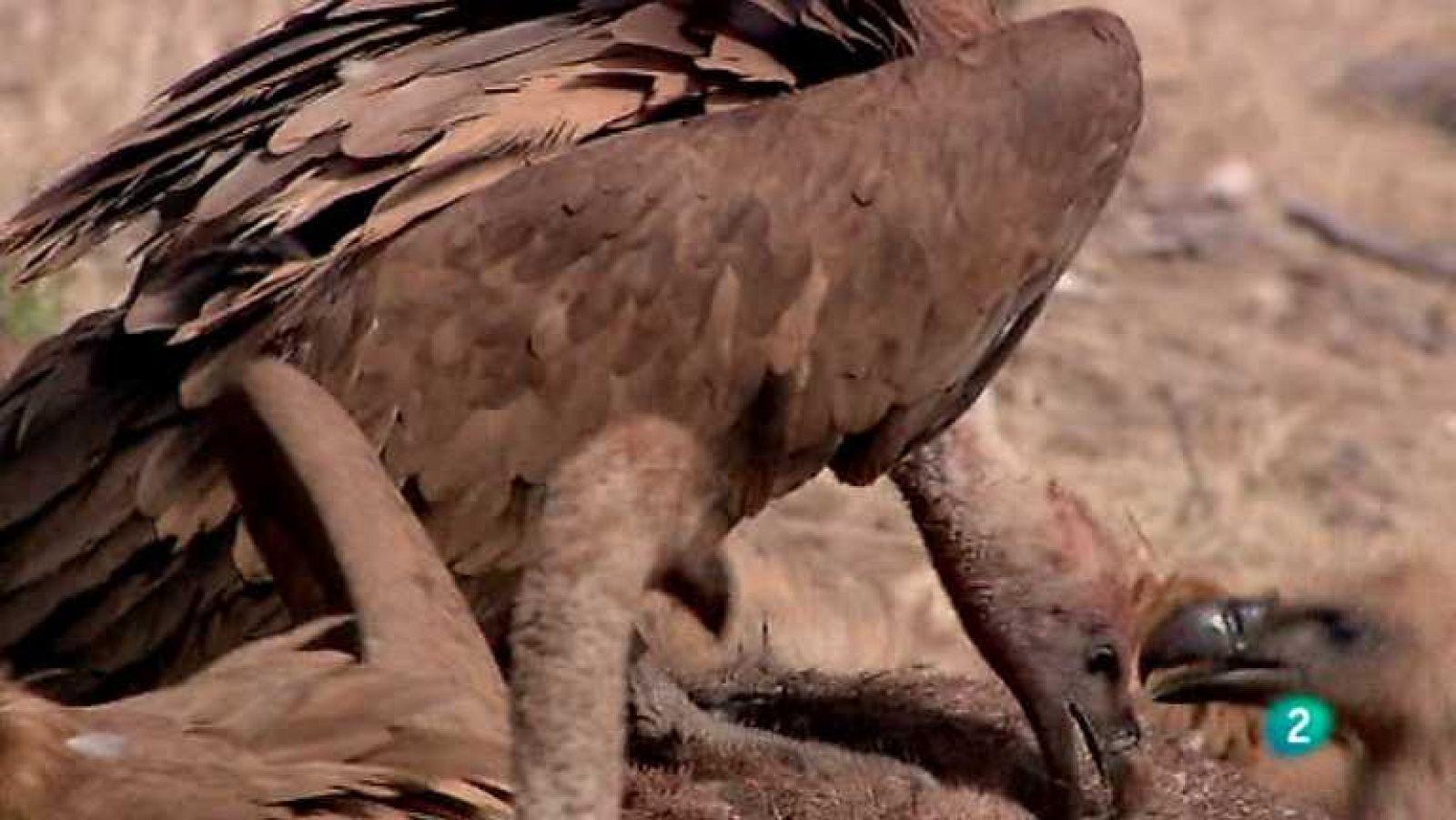 Naturaleza: Los buitres en su mesa, hoy el festín es grande.Futuro: En San Mamés con arte y salud, nace un queso muy especial.