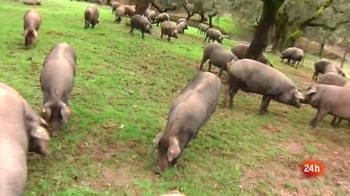 Zoom Tendencias - Sierra de Aracena