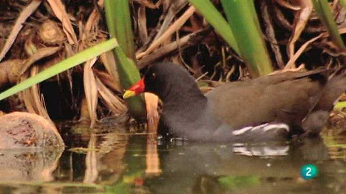 Biodiario - Biodiario - 25/11/12