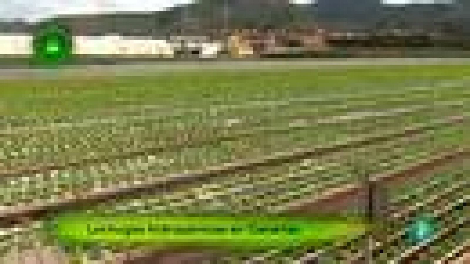 Agrosfera: Lechugas hidropónicas | RTVE Play