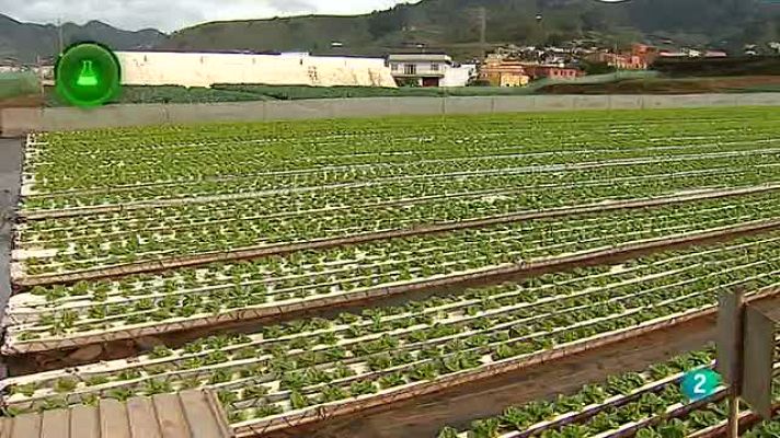 Agrosfera - Lechugas hidropónicas