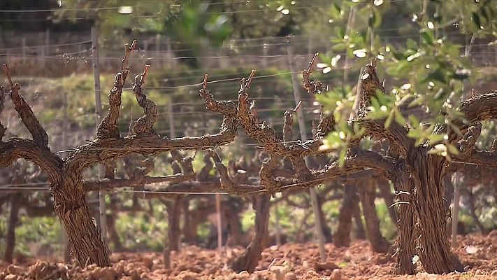 La Generalitat presenta dos projectes per portar aigua de l'Ebre per garantir el reg de conreu al Priorat