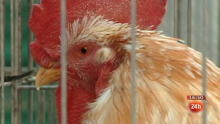 España en 24h - España en 24 horas - 26/11/12