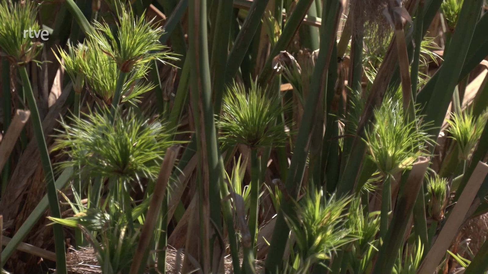 Noticiero Científico y Cultural Iberoamericano | Ver