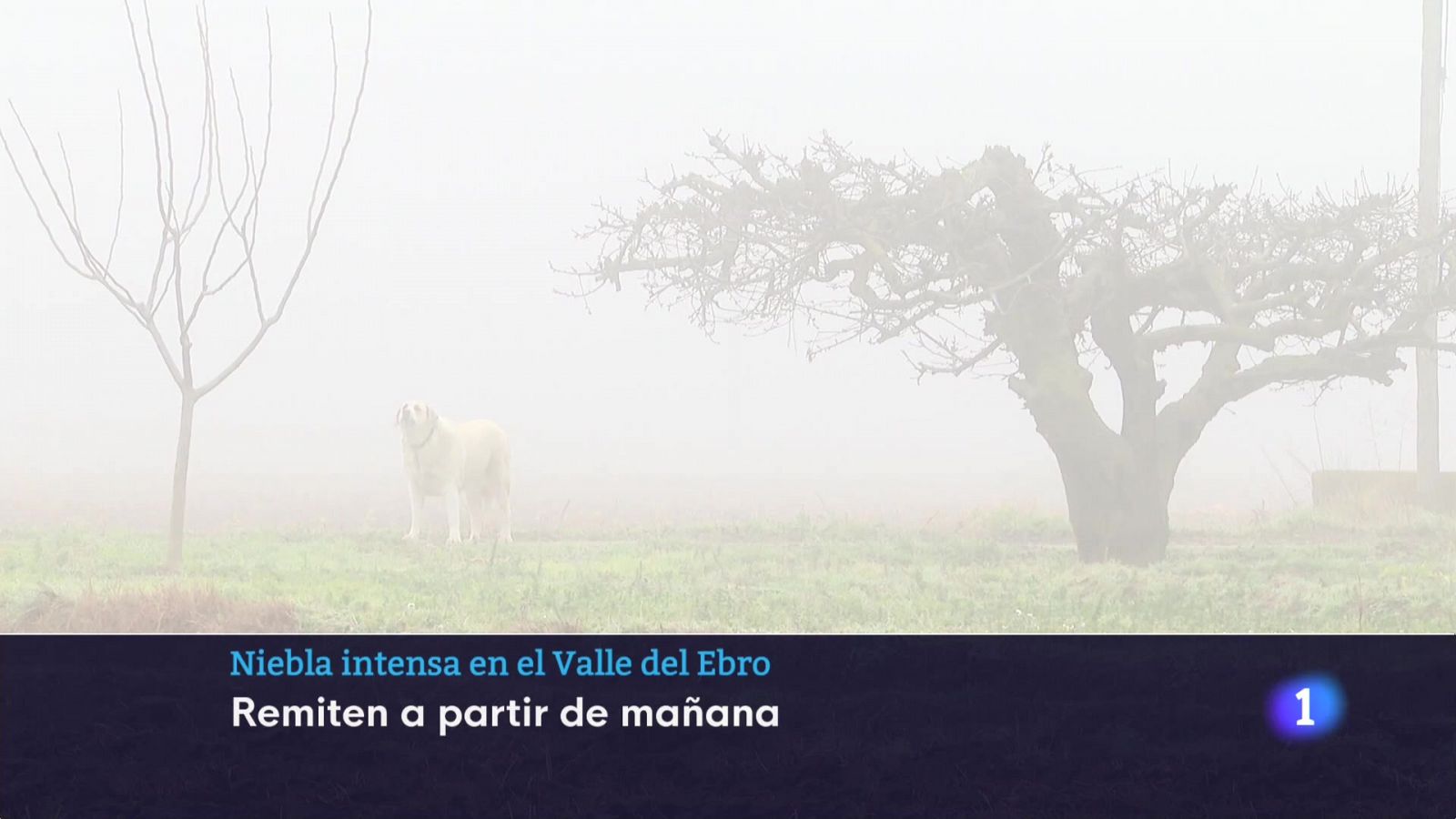 Informativo Telerioja  - 16/01/24 - Ver ahora - Informativo Telerioja | Ver