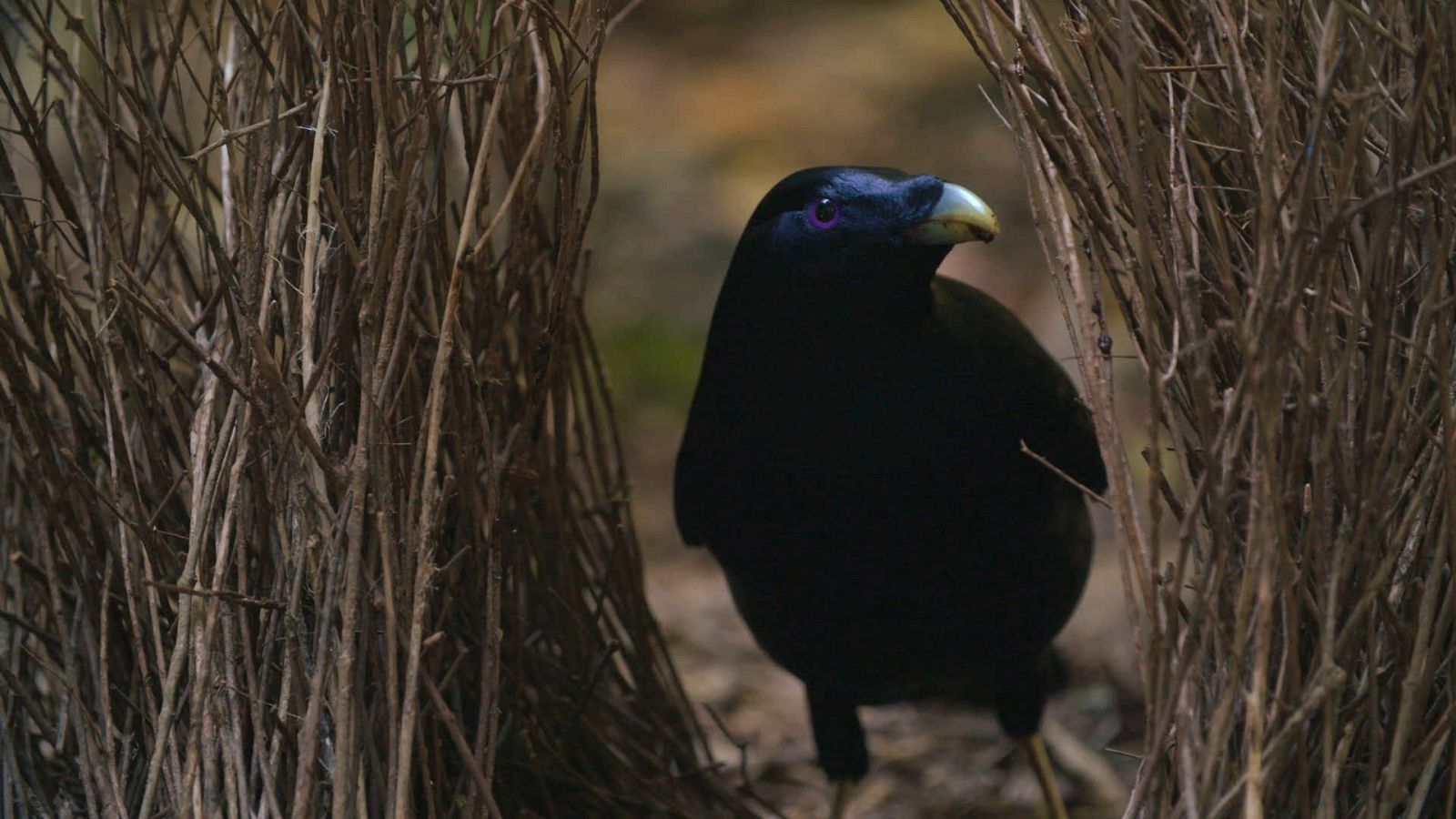 Australia indómita - Episodio 2: Costa - ver ahora