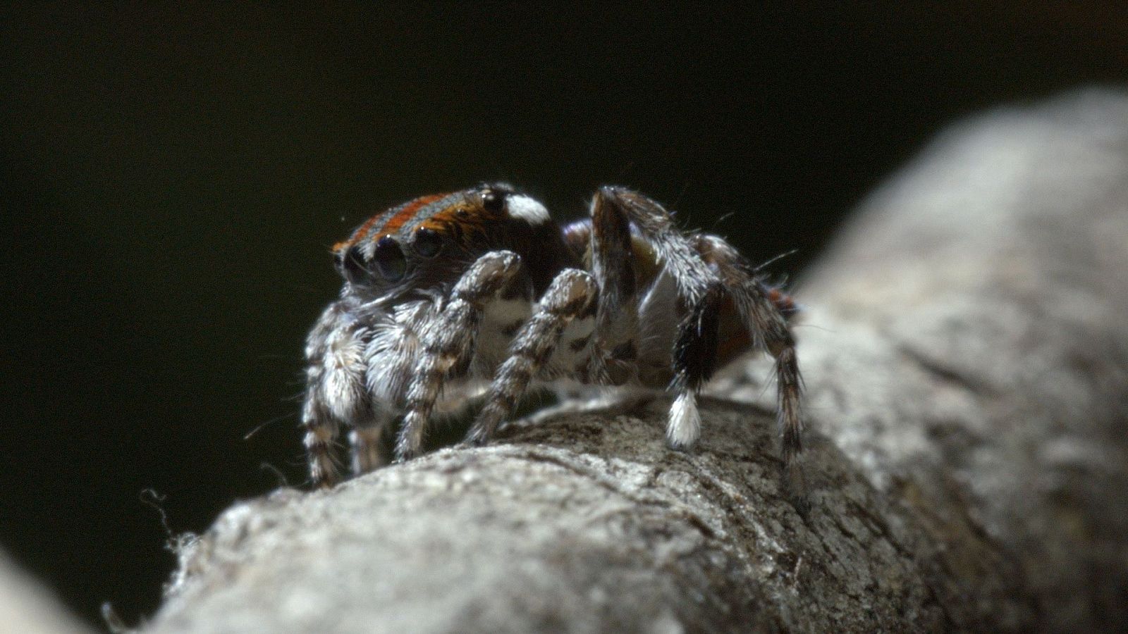 Australia indómita - Episodio 3: Bosque - ver ahora