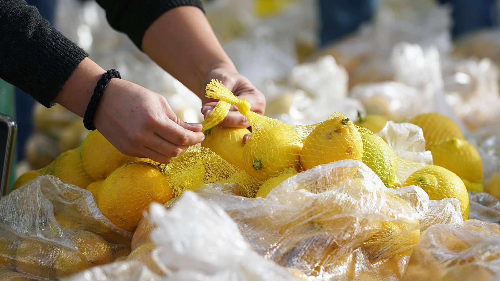 Toneladas de limones se pudren en los campos españoles