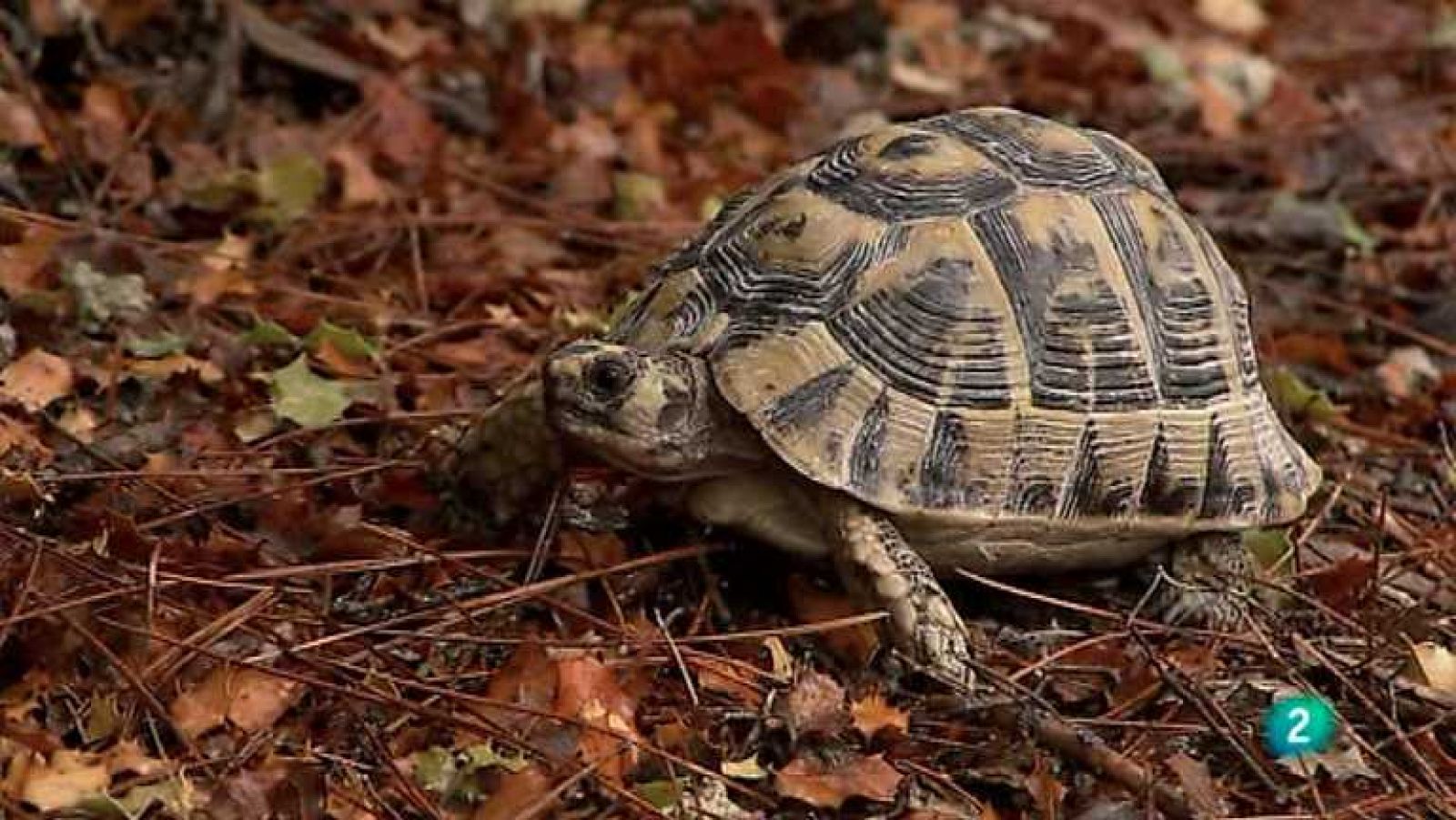 Biodiario - 27/11/12 - Ver ahora