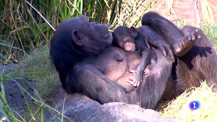 L'informatiu - Comunitat Valenciana - L'informatiu de la Comunitat Valenciana 1 - 23/01/24