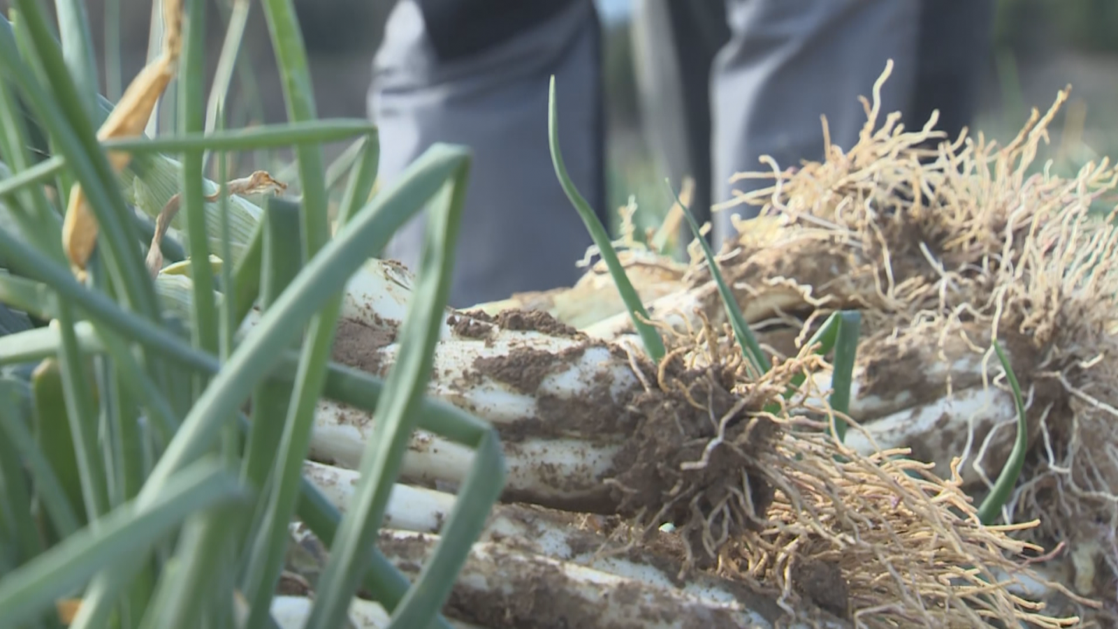 La Gran Festa de la Calçotada, aquest cap de setmana a Valls