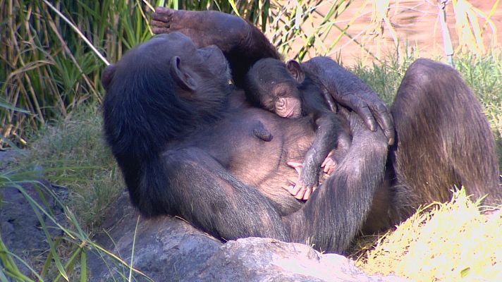 Nace una cría de chimpancé de una subespecie en peligro crítico de extinción