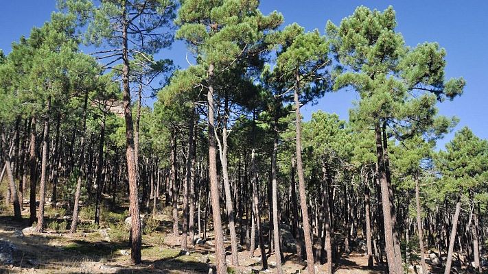 Para todos La 2 - Impedir la degradación de los bosques mediterráneos