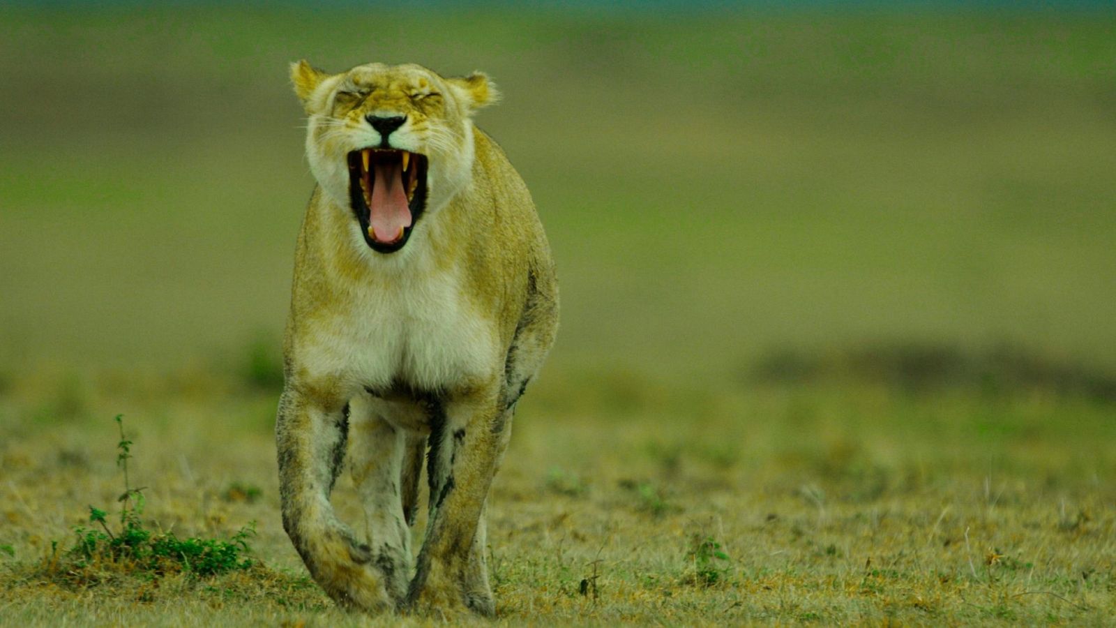 Una banda muy salvaje - Episodio 3: Mafias y bandas - ver ahora