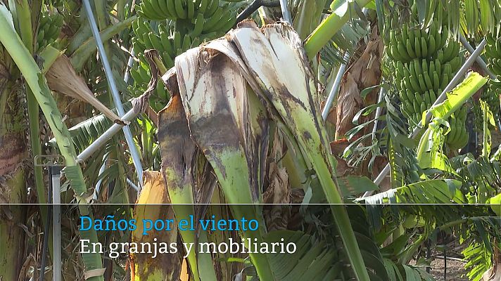 Telecanarias - Telecanarias - 25/01/2024