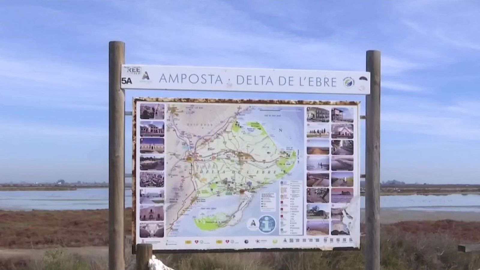 Els flamencs es queden aquest hivern al Delta de l'Ebre