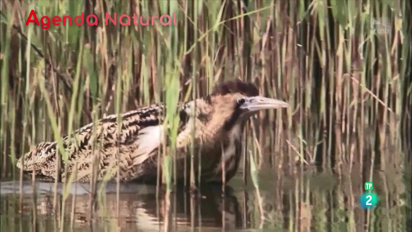 Agenda natural | Ver