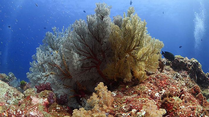 Mares supremos - Episodio 1: Océanos