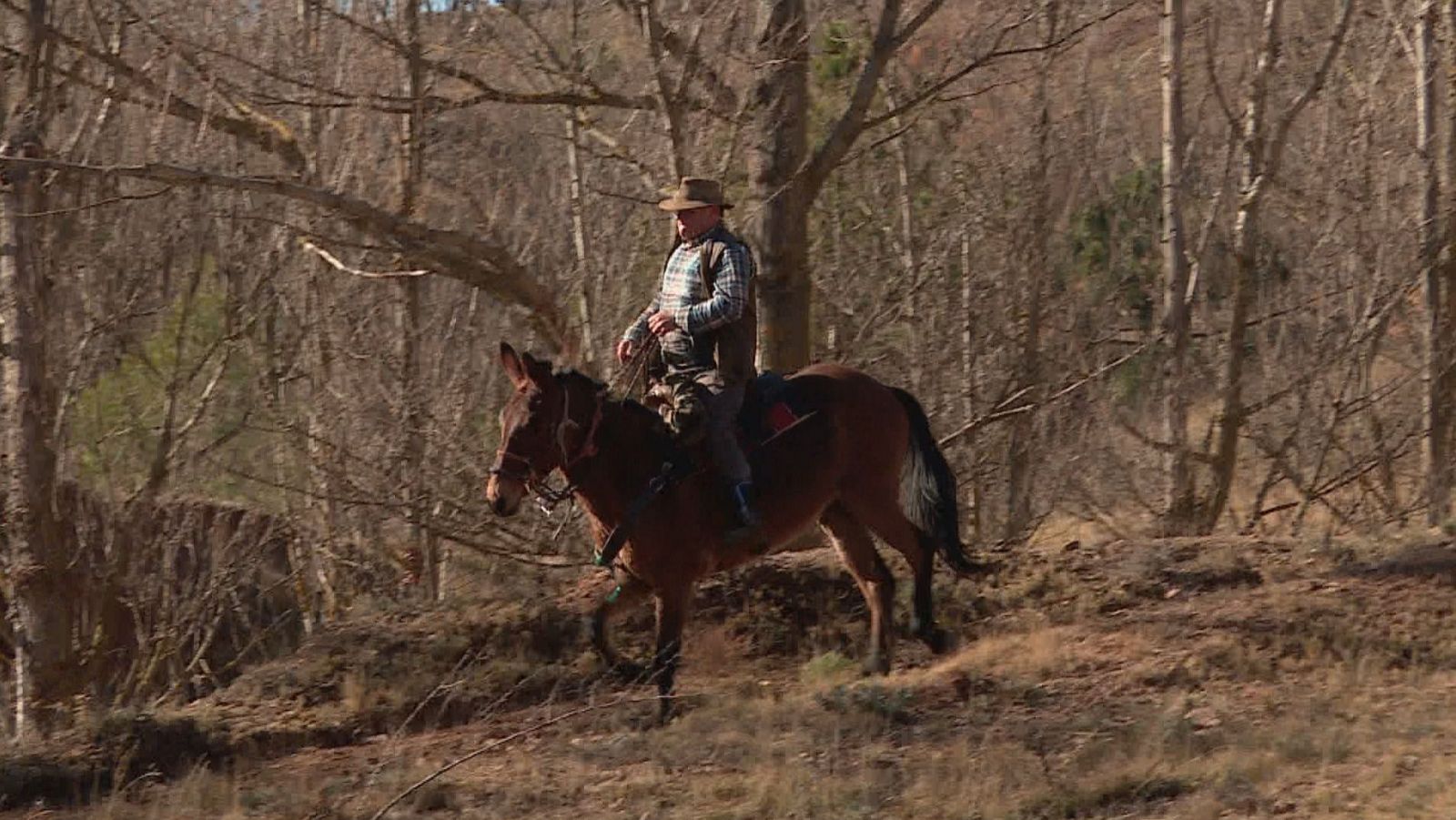 La trashumancia entre los humedales del Jiloca y de Tuéjar | Ver