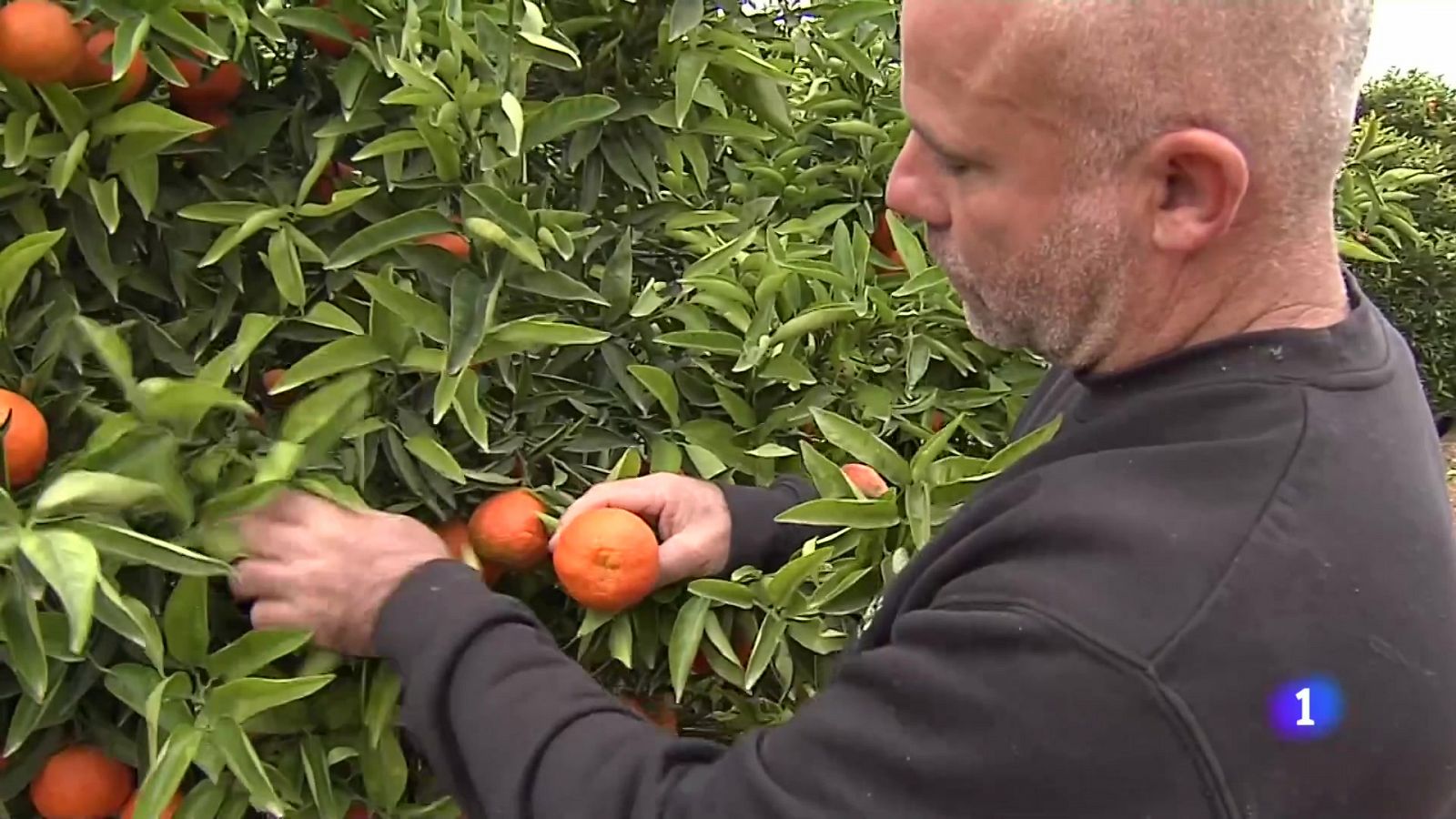 L'Informatiu de la Comunitat Valenciana 1 - 30/01/24 | Ver