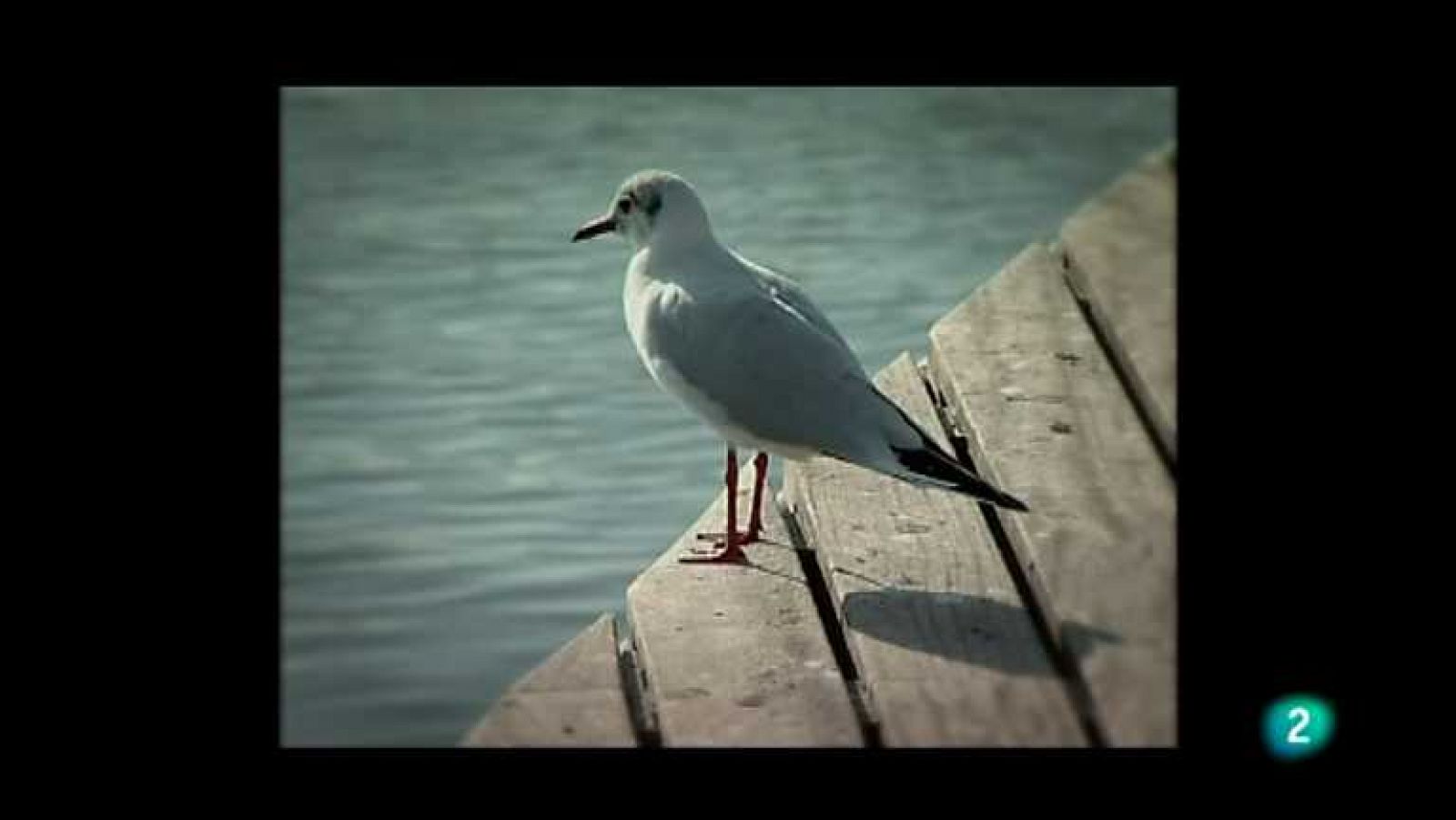 Biodiario - 29/11/12 - ver ahora