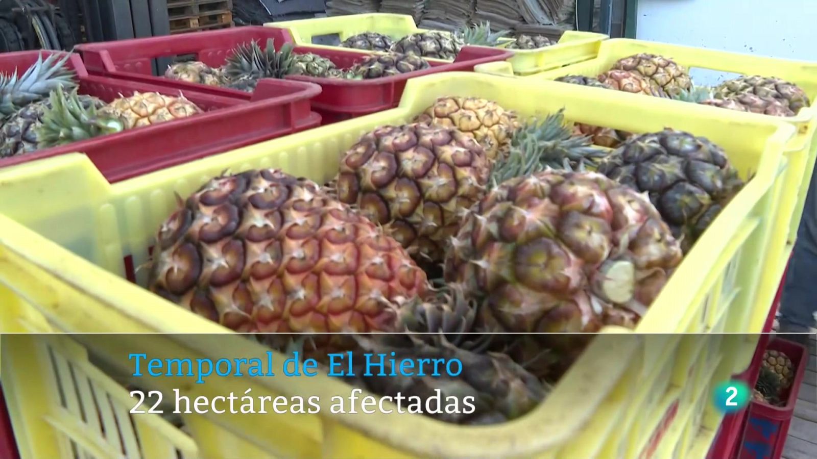 Telecanarias 2 - 31/01/2024 | Ver