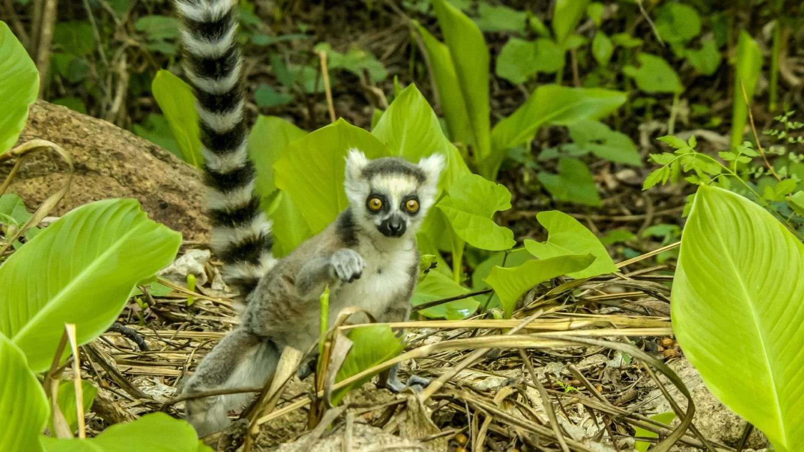 Maravillas salvajes de Madagascar - Episodio 1: Maestros de la selva