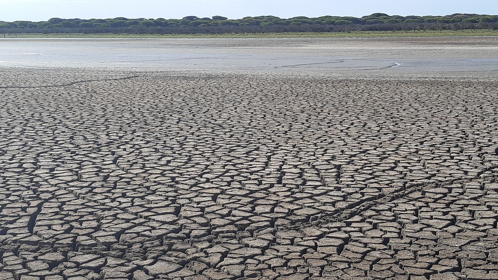 La biodiversidad de Doñana, en peligro tras el año con menos lluvias de los últimos diez | Ver