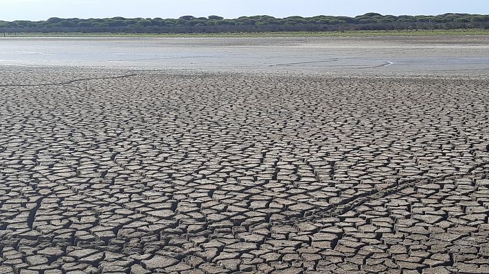 Telediario 2 - La biodiversidad de Doñana, en peligro tras el año con menos lluvias de los últimos diez