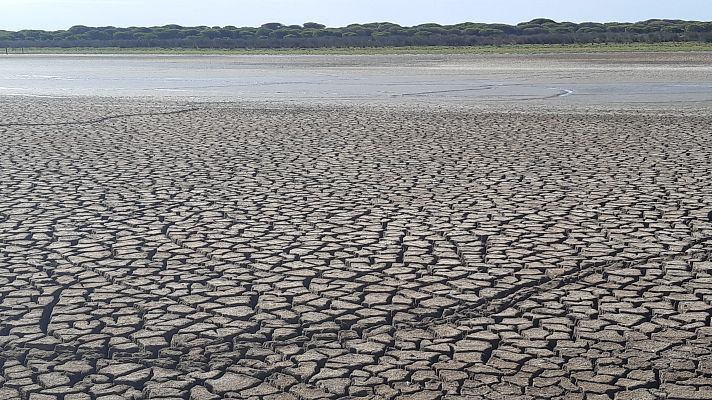 Telediario 2 - La biodiversidad de Doñana, en peligro tras el año con menos lluvias de los últimos diez