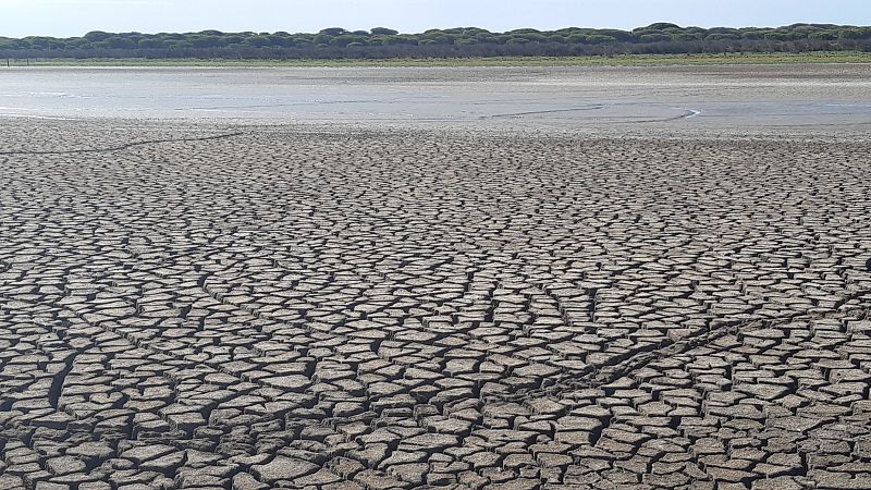 La biodiversidad de Doñana, en peligro tras el año con menos lluvias de los últimos diez | Ver