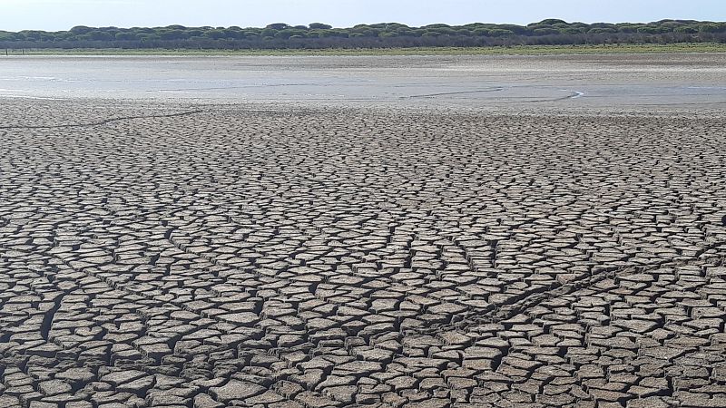 La biodiversidad de Doñana, en peligro tras el año con menos lluvias de los últimos diez