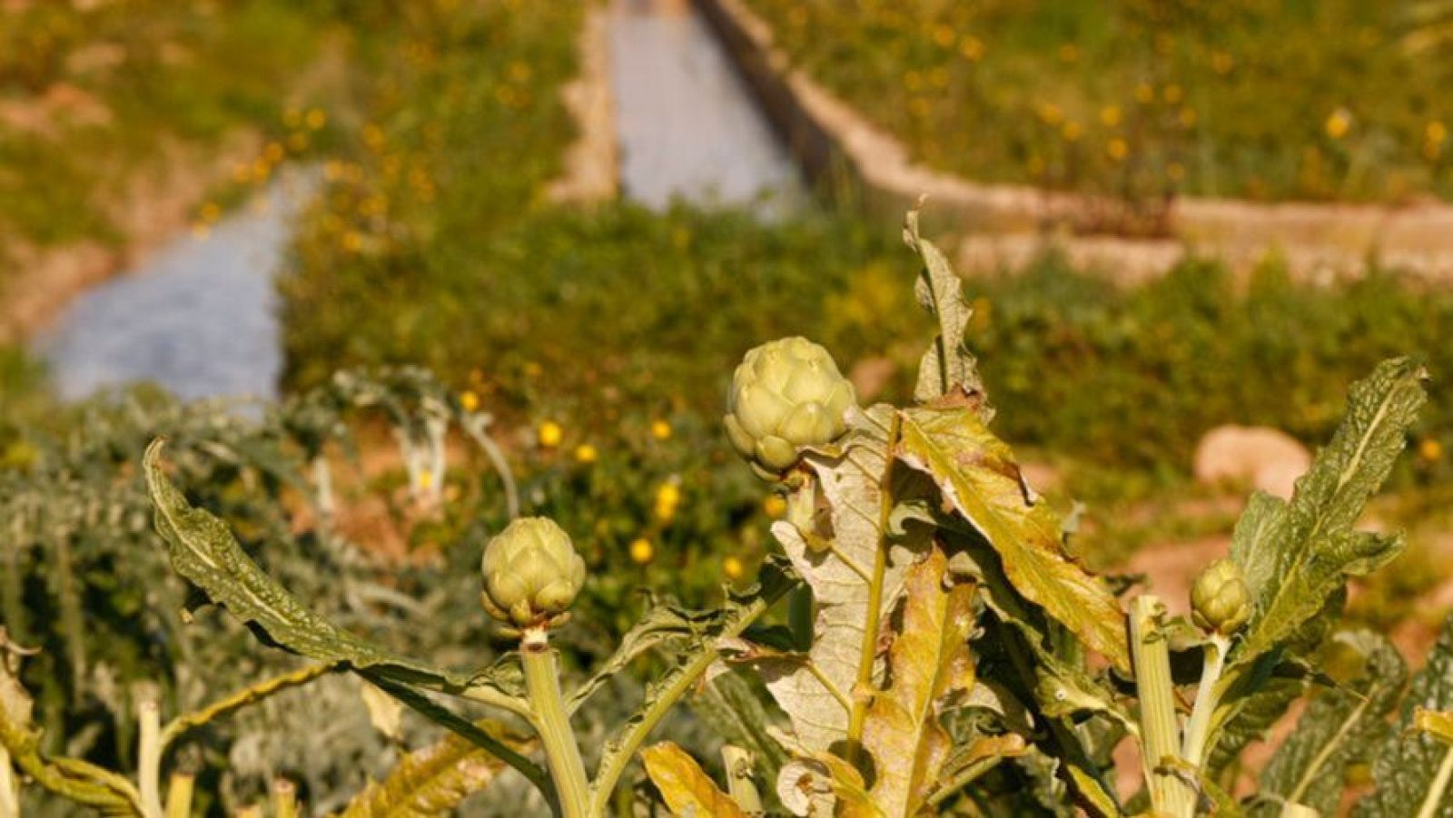 Telediario - 15 horas - 02/02/24 - Lengua de signos - ver ahora