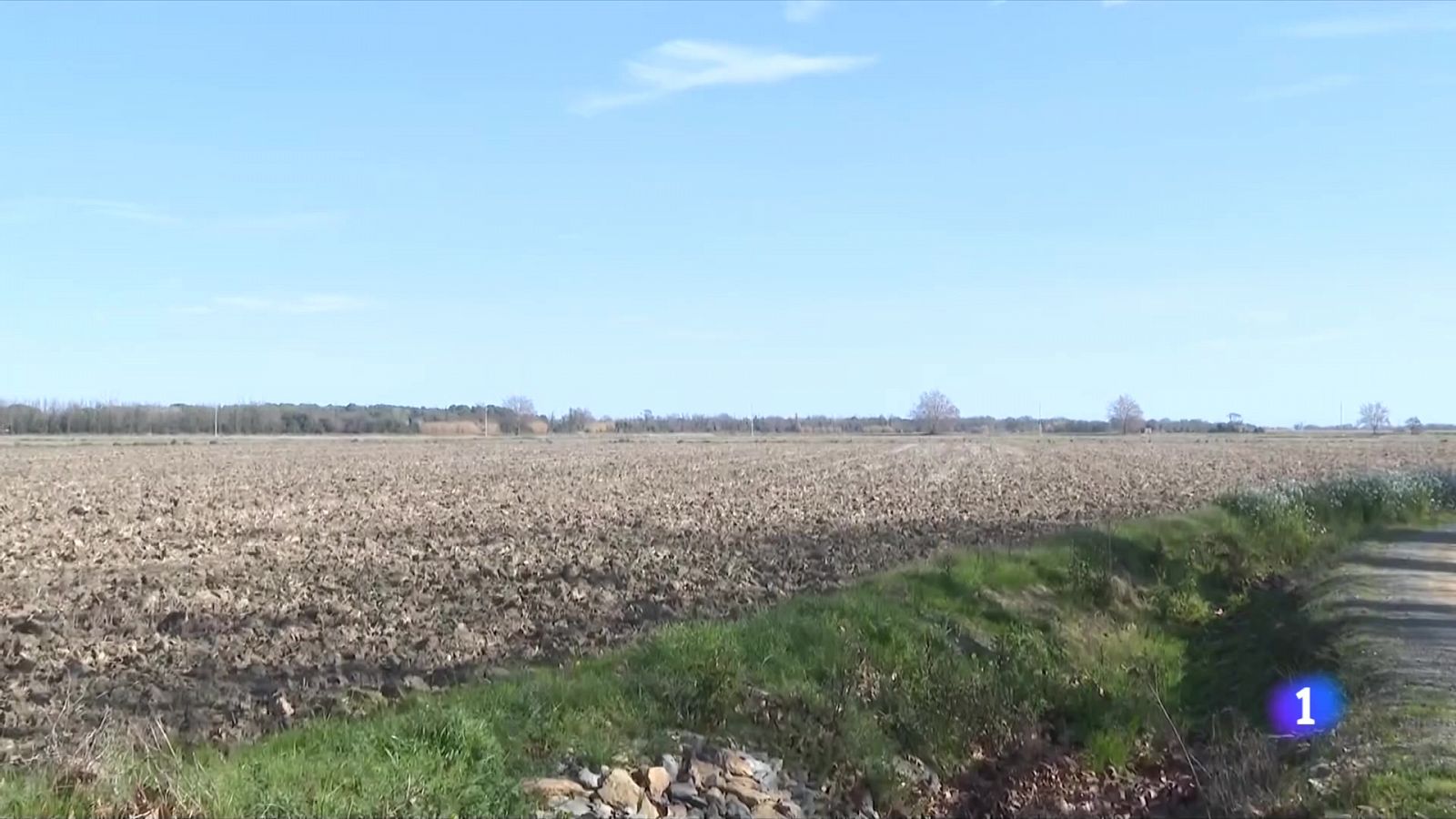 Les conseqüències de la sequera als conreus d'arròs - L'Informatiu | Ver